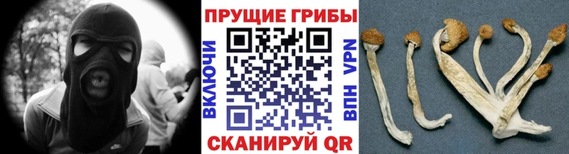 Галлюциногенные грибы Cubensis  Нальчик 